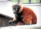 動物図鑑・アカエリマキキツネザル 3